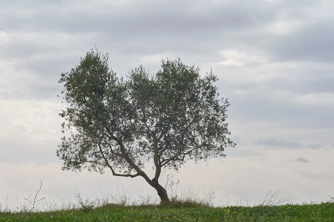Sagra della Seada a Oliena